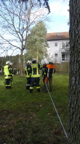 #11: Baum auf Gebäude