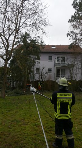 #11: Baum auf Gebäude