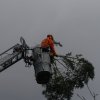 #11: Baum auf Gebäude