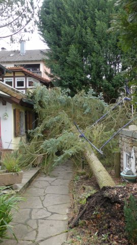 #13: Baum auf Gebäude